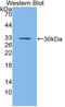 GATA Binding Protein 1 antibody, LS-C314475, Lifespan Biosciences, Western Blot image 