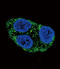 Tyrosinase antibody, LS-C160356, Lifespan Biosciences, Immunofluorescence image 