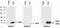 Anterior Gradient 3, Protein Disulphide Isomerase Family Member antibody, AM26017PU-N, Origene, Western Blot image 