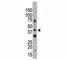 CD33 Molecule antibody, F44602-0.4ML, NSJ Bioreagents, Western Blot image 