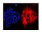 Cystatin A antibody, PB9564, Boster Biological Technology, Immunofluorescence image 