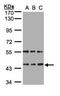 HEN Methyltransferase 1 antibody, NBP1-32620, Novus Biologicals, Western Blot image 
