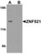 Zinc Finger Protein 521 antibody, LS-B8828, Lifespan Biosciences, Western Blot image 