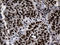 RNA Polymerase II Subunit A antibody, LS-C792322, Lifespan Biosciences, Immunohistochemistry paraffin image 