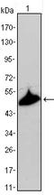 Keratin 15 antibody, A06791-1, Boster Biological Technology, Western Blot image 