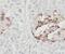 SHC Adaptor Protein 3 antibody, FNab07841, FineTest, Immunohistochemistry frozen image 