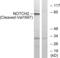 Notch Receptor 2 antibody, abx015612, Abbexa, Western Blot image 