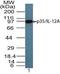 Interleukin 12A antibody, PA5-23226, Invitrogen Antibodies, Western Blot image 
