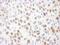 RAD17 Checkpoint Clamp Loader Component antibody, NB100-273, Novus Biologicals, Immunohistochemistry frozen image 