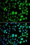 Protein Inhibitor Of Activated STAT 3 antibody, orb373531, Biorbyt, Immunofluorescence image 