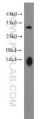 Linker For Activation Of T Cells Family Member 2 antibody, 11008-1-AP, Proteintech Group, Western Blot image 