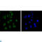 Chromodomain Helicase DNA Binding Protein 3 antibody, LS-C814027, Lifespan Biosciences, Immunofluorescence image 