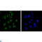 Chromodomain Helicase DNA Binding Protein 3 antibody, LS-C814027, Lifespan Biosciences, Immunofluorescence image 
