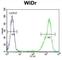 Zinc Finger Protein 180 antibody, abx025918, Abbexa, Western Blot image 