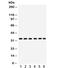 Cyclin Dependent Kinase 1 antibody, R31895, NSJ Bioreagents, Western Blot image 