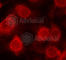 Eukaryotic Translation Initiation Factor 4E antibody, AP0228, ABclonal Technology, Immunofluorescence image 