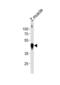 Beta-Actin antibody, abx034858, Abbexa, Western Blot image 
