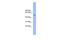 Zinc Finger And BTB Domain Containing 8A antibody, PA5-68525, Invitrogen Antibodies, Western Blot image 