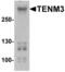 Teneurin Transmembrane Protein 3 antibody, NBP2-81974, Novus Biologicals, Western Blot image 