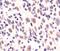 MRE11 Homolog, Double Strand Break Repair Nuclease antibody, MA5-15081, Invitrogen Antibodies, Immunohistochemistry frozen image 