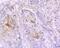 Involucrin antibody, NBP2-75544, Novus Biologicals, Immunohistochemistry paraffin image 