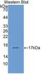 C-C Motif Chemokine Ligand 5 antibody, LS-C298923, Lifespan Biosciences, Western Blot image 