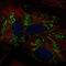 Aldehyde Dehydrogenase 1 Family Member L2 antibody, NBP2-68750, Novus Biologicals, Immunocytochemistry image 