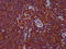 MS2 antibody, LS-C669873, Lifespan Biosciences, Immunohistochemistry paraffin image 