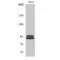 Greatwall protein kinase antibody, LS-C386407, Lifespan Biosciences, Western Blot image 