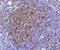 mAR-1 antibody, A01516-2, Boster Biological Technology, Immunohistochemistry paraffin image 