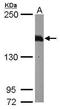 Contactin Associated Protein Like 2 antibody, GTX109389, GeneTex, Western Blot image 