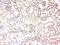 TTX antibody, orb101965, Biorbyt, Immunohistochemistry paraffin image 