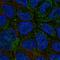Cytochrome B5 Type A antibody, HPA047548, Atlas Antibodies, Immunofluorescence image 