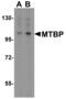 MDM2 Binding Protein antibody, 56222, QED Bioscience, Western Blot image 