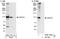 CCR4-NOT Transcription Complex Subunit 3 antibody, A302-156A, Bethyl Labs, Immunoprecipitation image 