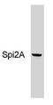 Serine protease inhibitor A3G antibody, GTX79365, GeneTex, Western Blot image 