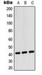 C-X-C Motif Chemokine Receptor 1 antibody, LS-C353739, Lifespan Biosciences, Western Blot image 