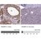 RAN Binding Protein 3 antibody, NBP1-92314, Novus Biologicals, Immunohistochemistry paraffin image 