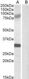 Tripartite Motif Containing 2 antibody, NB100-1218, Novus Biologicals, Western Blot image 