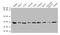 Annexin A5 antibody, A51897-100, Epigentek, Western Blot image 