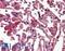 Resistin antibody, LS-B2879, Lifespan Biosciences, Immunohistochemistry paraffin image 