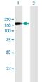Niban Apoptosis Regulator 1 antibody, H00116496-B01P, Novus Biologicals, Western Blot image 
