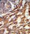 ERGIC And Golgi 3 antibody, GTX80486, GeneTex, Immunohistochemistry paraffin image 