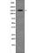 Apoptotic Chromatin Condensation Inducer 1 antibody, abx147927, Abbexa, Western Blot image 