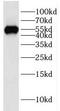 Inosine Monophosphate Dehydrogenase 2 antibody, FNab04304, FineTest, Western Blot image 