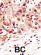 SUMO Specific Peptidase 5 antibody, 56-385, ProSci, Immunohistochemistry paraffin image 