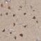 SCO Cytochrome C Oxidase Assembly Protein 1 antibody, PA5-54460, Invitrogen Antibodies, Immunohistochemistry paraffin image 