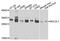 BCL2 Like 1 antibody, 13-079, ProSci, Western Blot image 