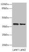 CD226 Molecule antibody, LS-C675483, Lifespan Biosciences, Western Blot image 