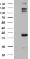 Immunoglobulin Superfamily Member 11 antibody, MA5-26624, Invitrogen Antibodies, Western Blot image 